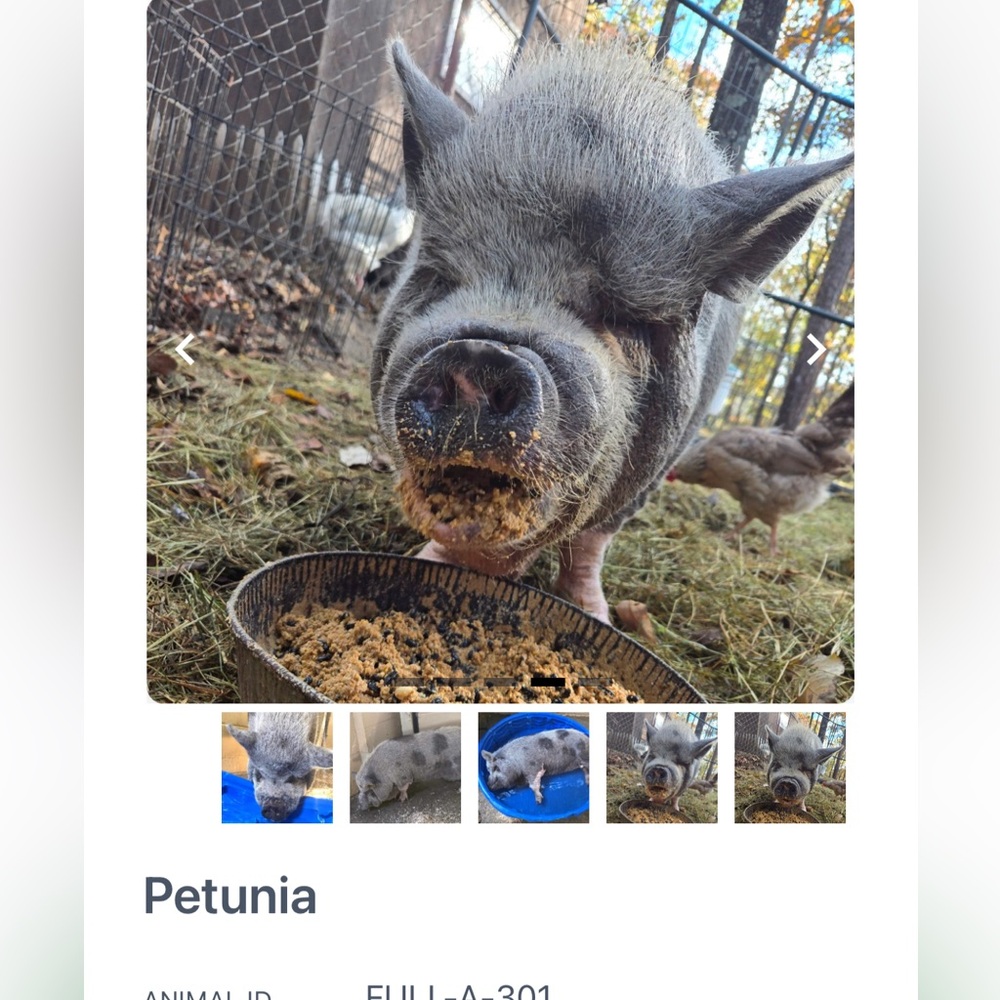 Petunia's‎ Donation